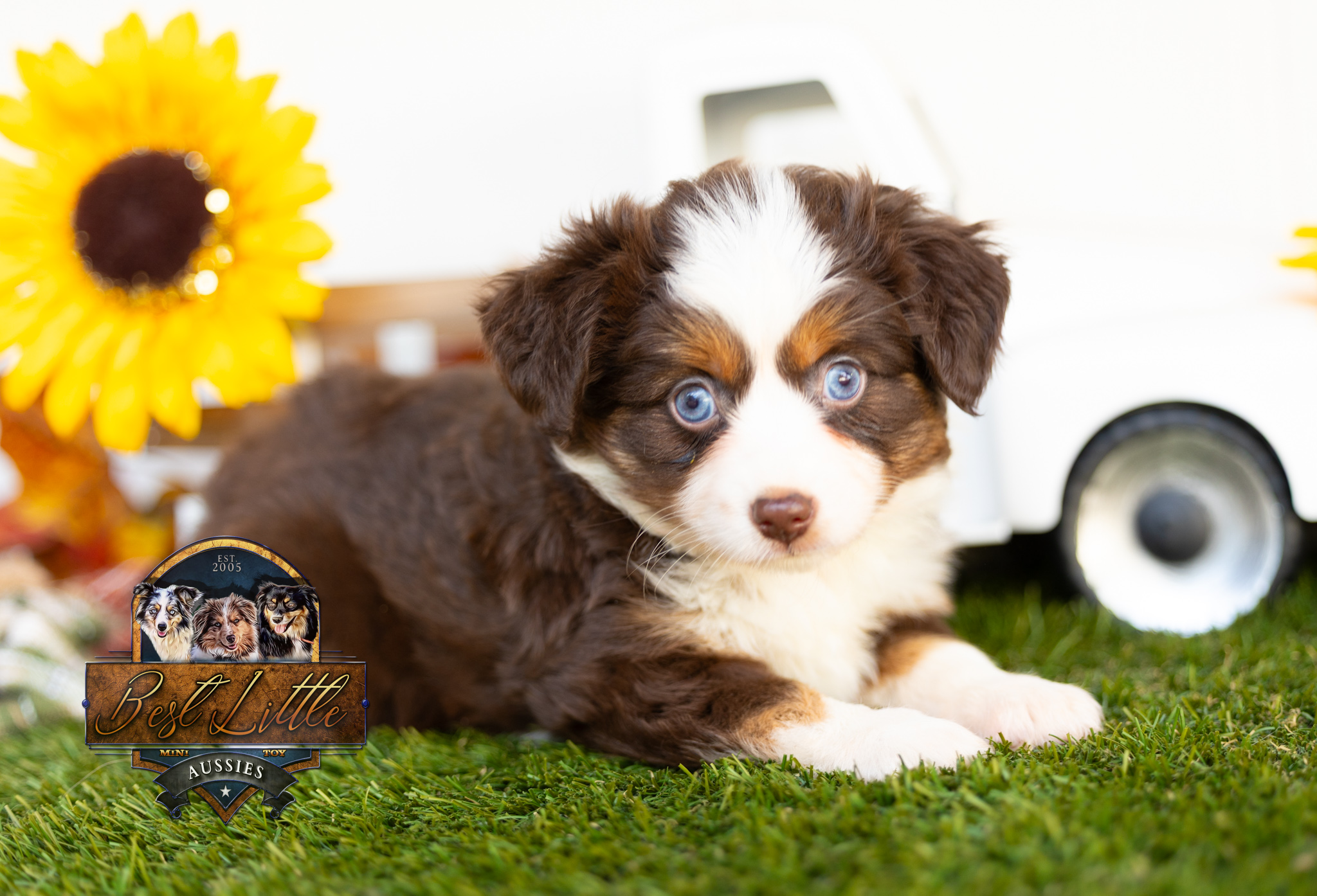 Toy & Mini Australian Shepherd Puppies in Texas | Best Little Aussies | Home • Best Little Aussies